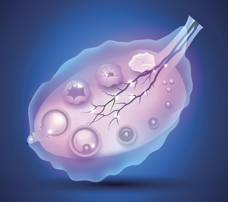 试管婴儿促排卵后吃什么可以利尿？蔬菜和水果不能少